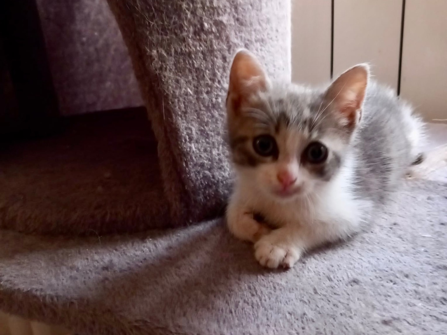 Vuoi adottare un gatto a Latina?