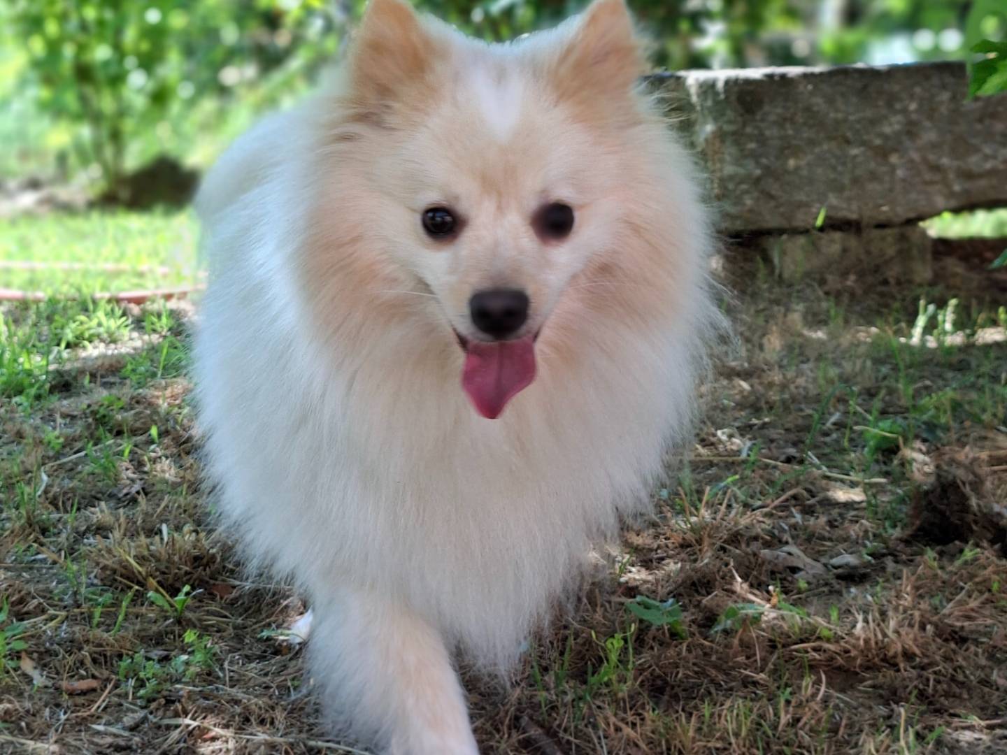 Adozione cane, maschio, Spitz Razza sconosciuta, 4 anni e 3 mesi, taglia piccola, Asti