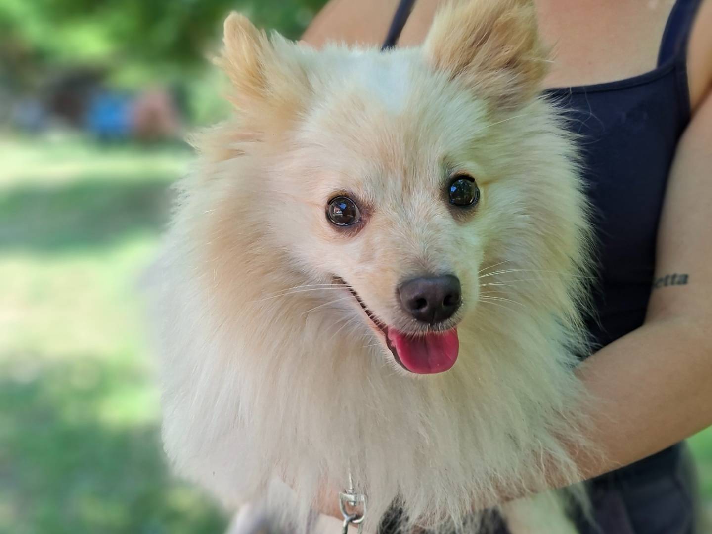 Adotta un cane, maschio, 4 anni e 3 mesi, Asti