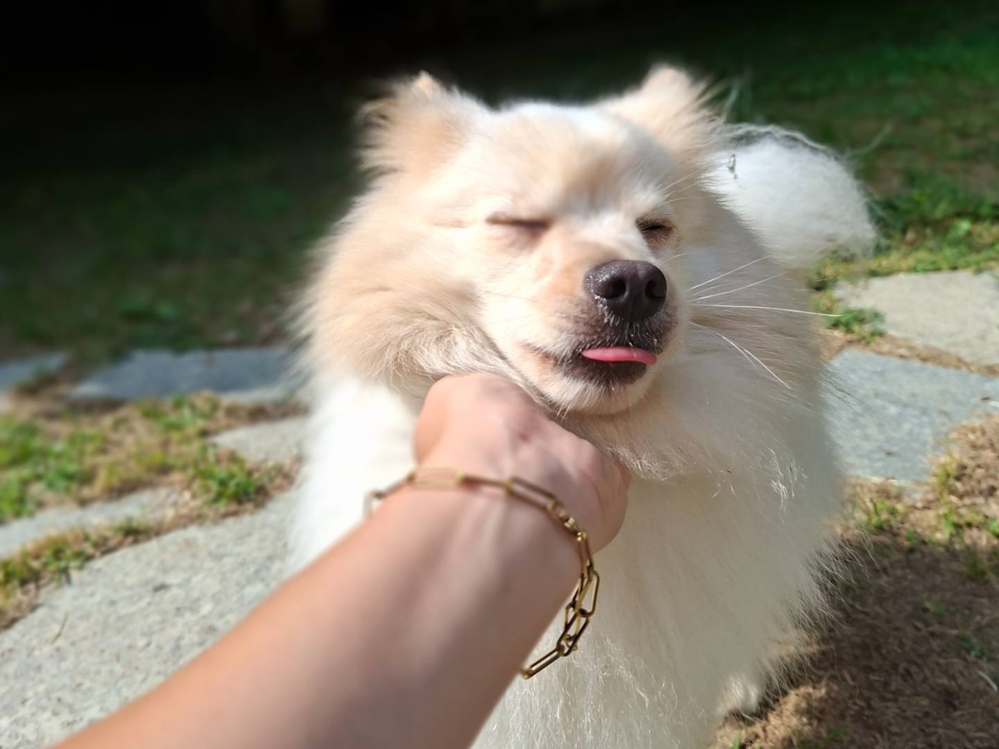 Adotta un cane, taglia piccola, maschio, Asti