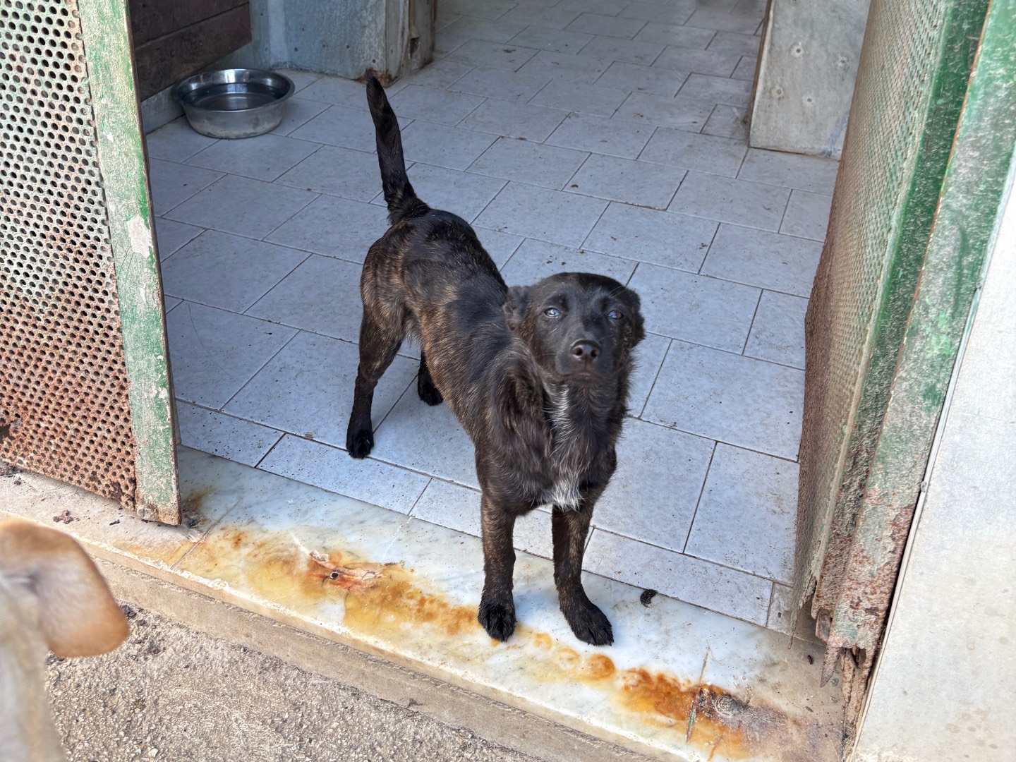 Adozione cane, femmina, Razza sconosciuta Razza sconosciuta, 7 mesi, taglia piccola, Caserta