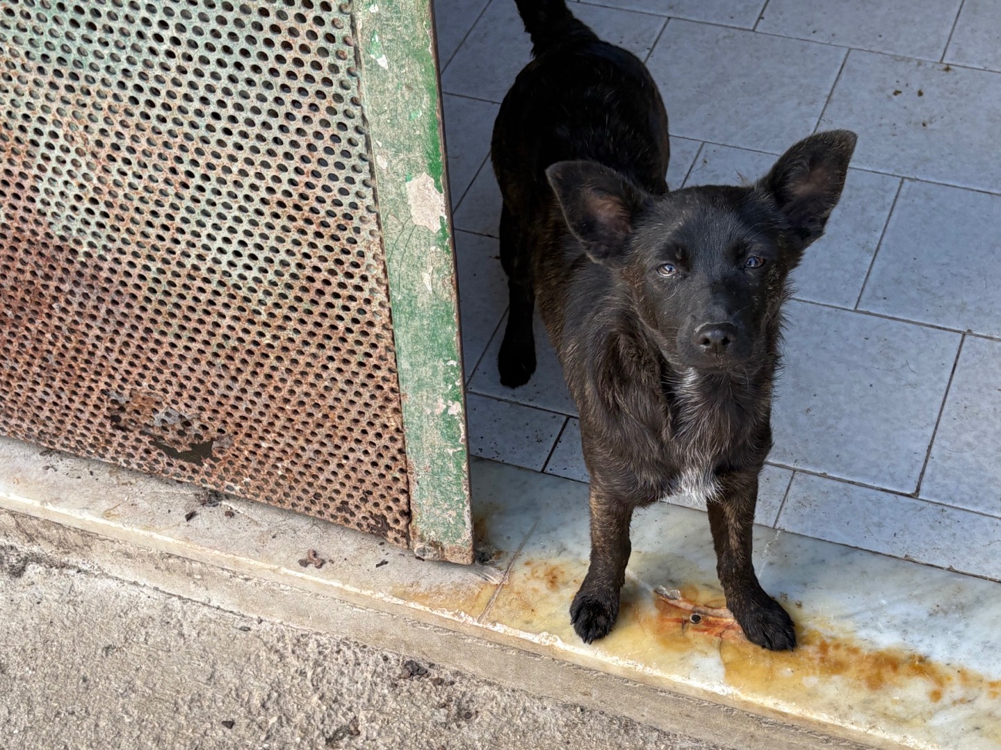 Adotta un cane, femmina, 7 mesi, Caserta