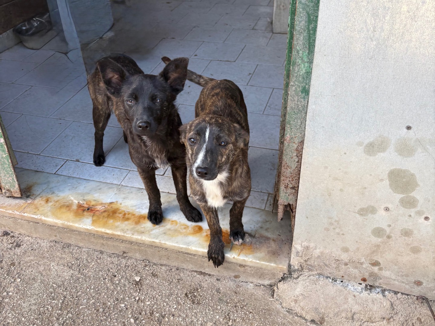 Adotta un cane, taglia piccola, femmina, Caserta