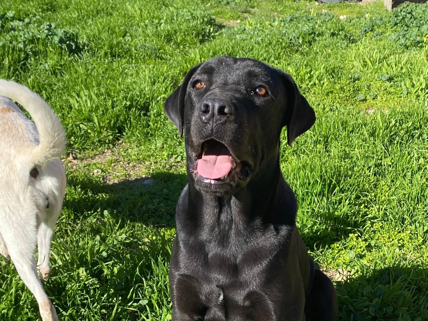 Adozione cane, maschio, Corso Razza sconosciuta, 2 anni e 3 mesi, taglia grande, Bari