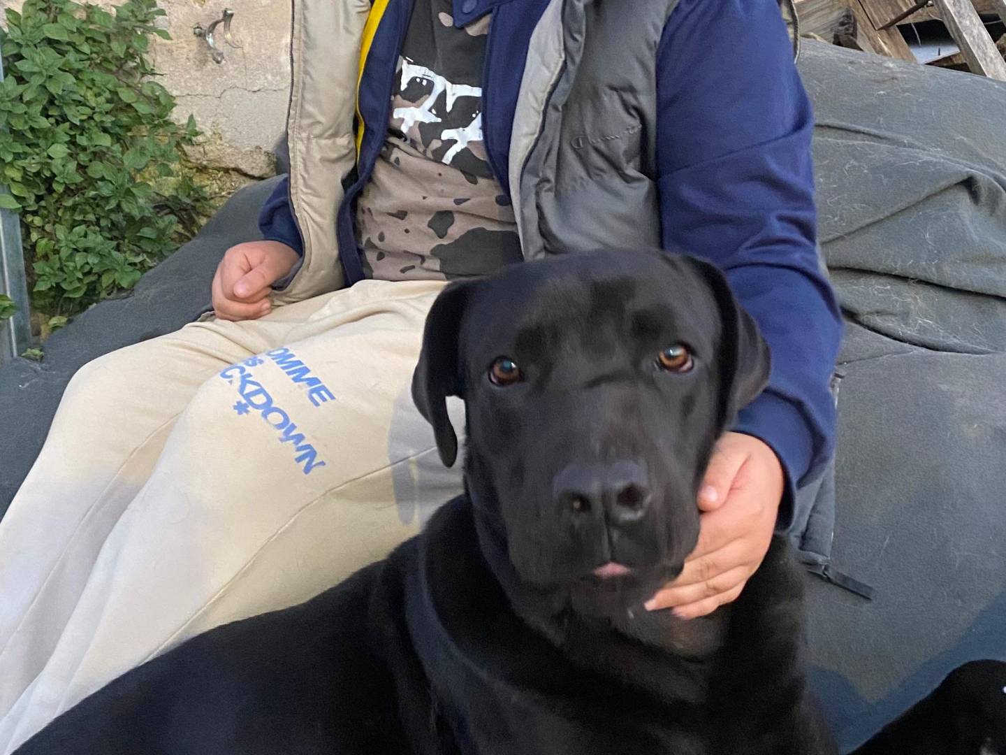 Adotta un cane, maschio, 2 anni e 3 mesi, Bari
