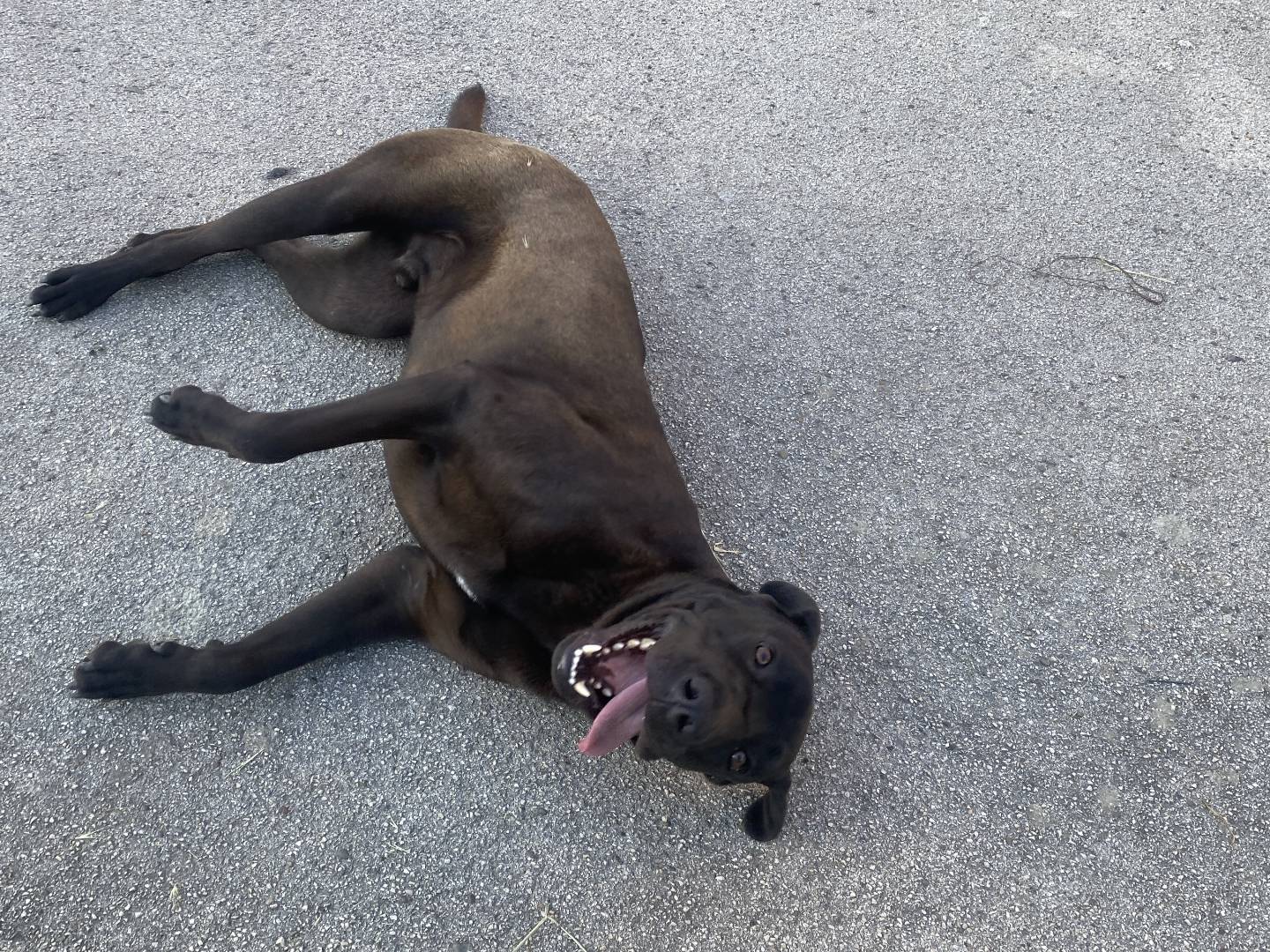 Adotta un cane, taglia grande, maschio, Bari