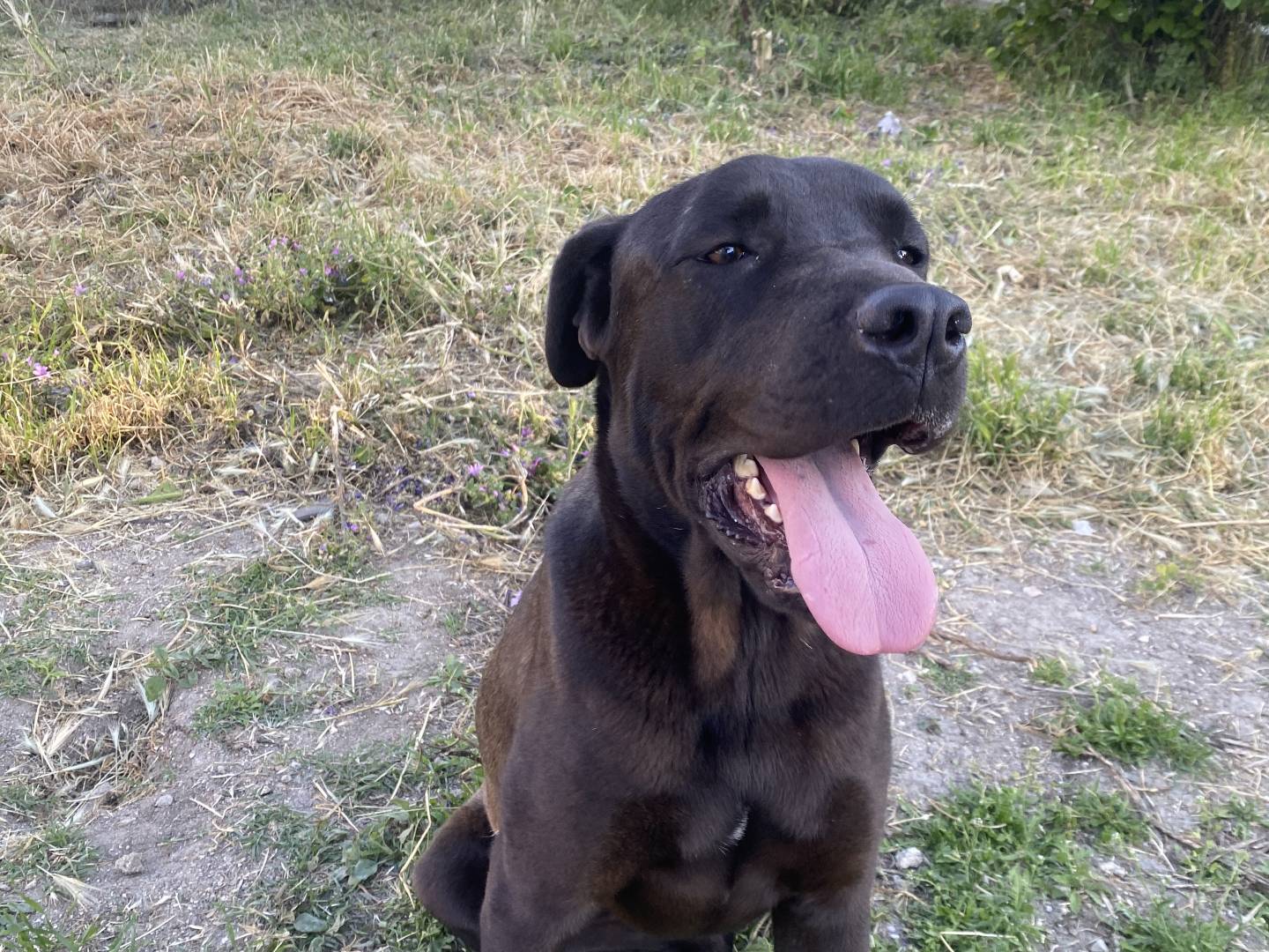 Vuoi adottare un cane a Bari?