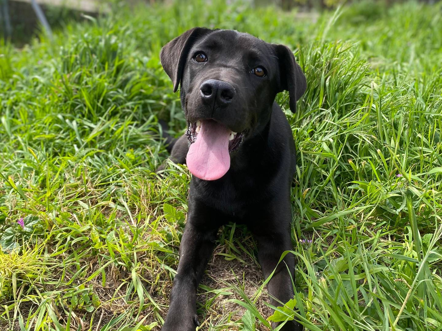 Adotta il cane Eren a Bari