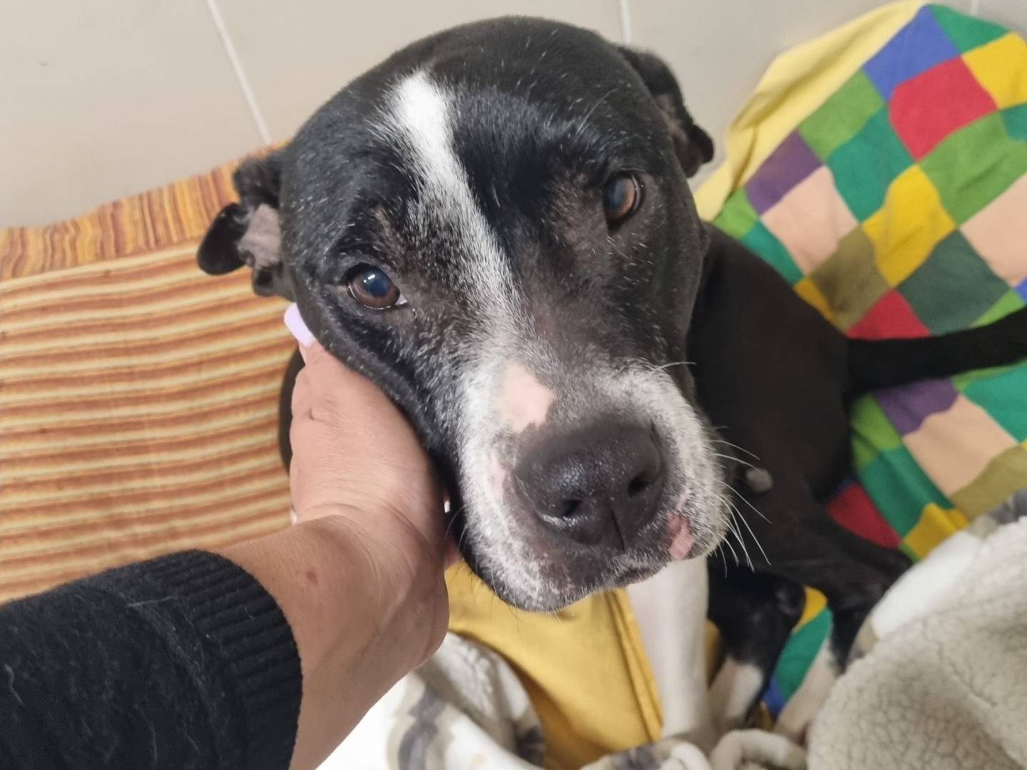 Adozione cane, femmina, Amstaff Razza sconosciuta, 9 anni e 1 mese, taglia media, Milano
