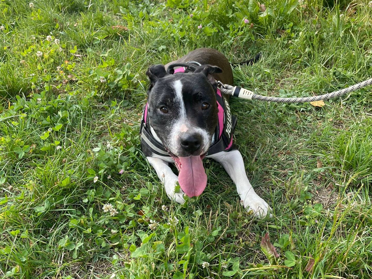 Adotta un cane, femmina, 9 anni e 1 mese, Milano
