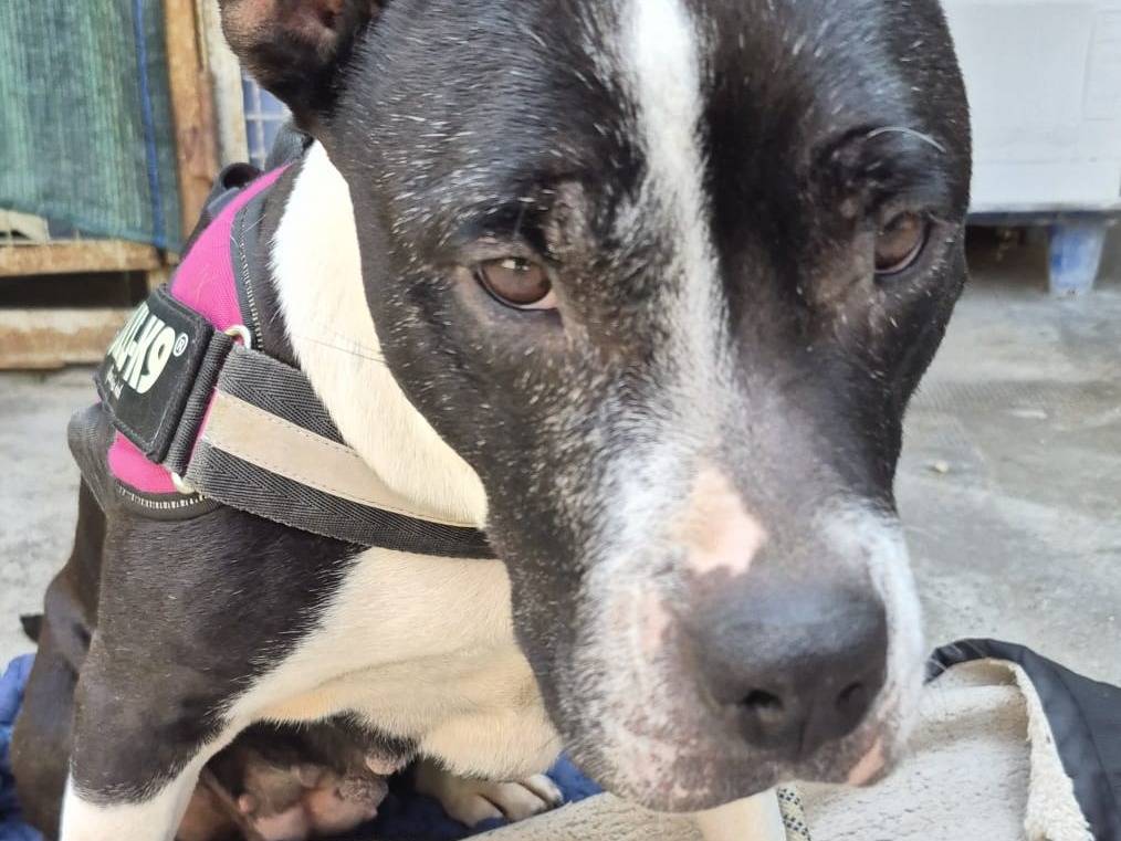 Adotta un cane, taglia media, femmina, Milano