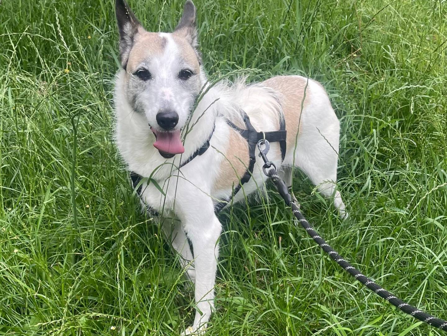 Adozione cane, femmina, Razza sconosciuta Razza sconosciuta, 5 anni e 3 mesi, taglia media, Milano