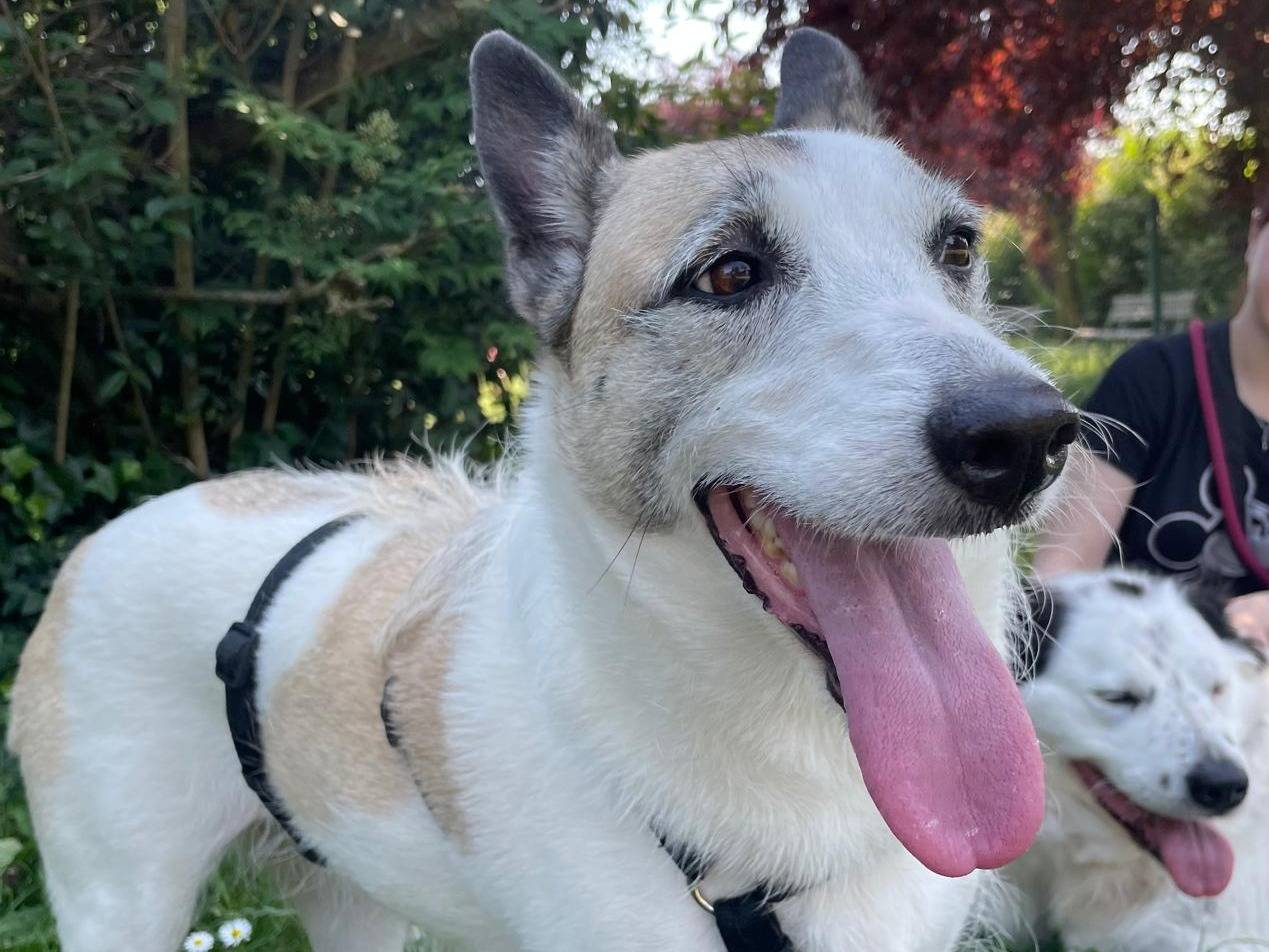 Adotta un cane, femmina, 5 anni e 3 mesi, Milano