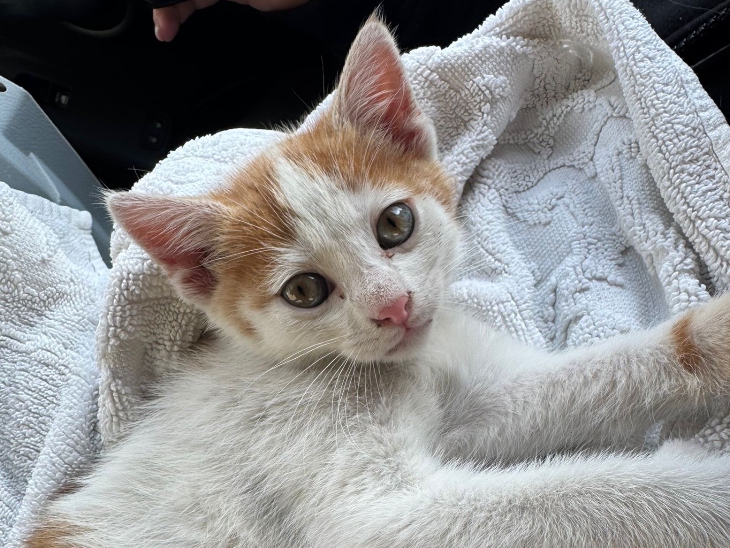 Adozione gatto, maschio, Razza sconosciuta Razza sconosciuta, 3 mesi, taglia non valida, Avellino