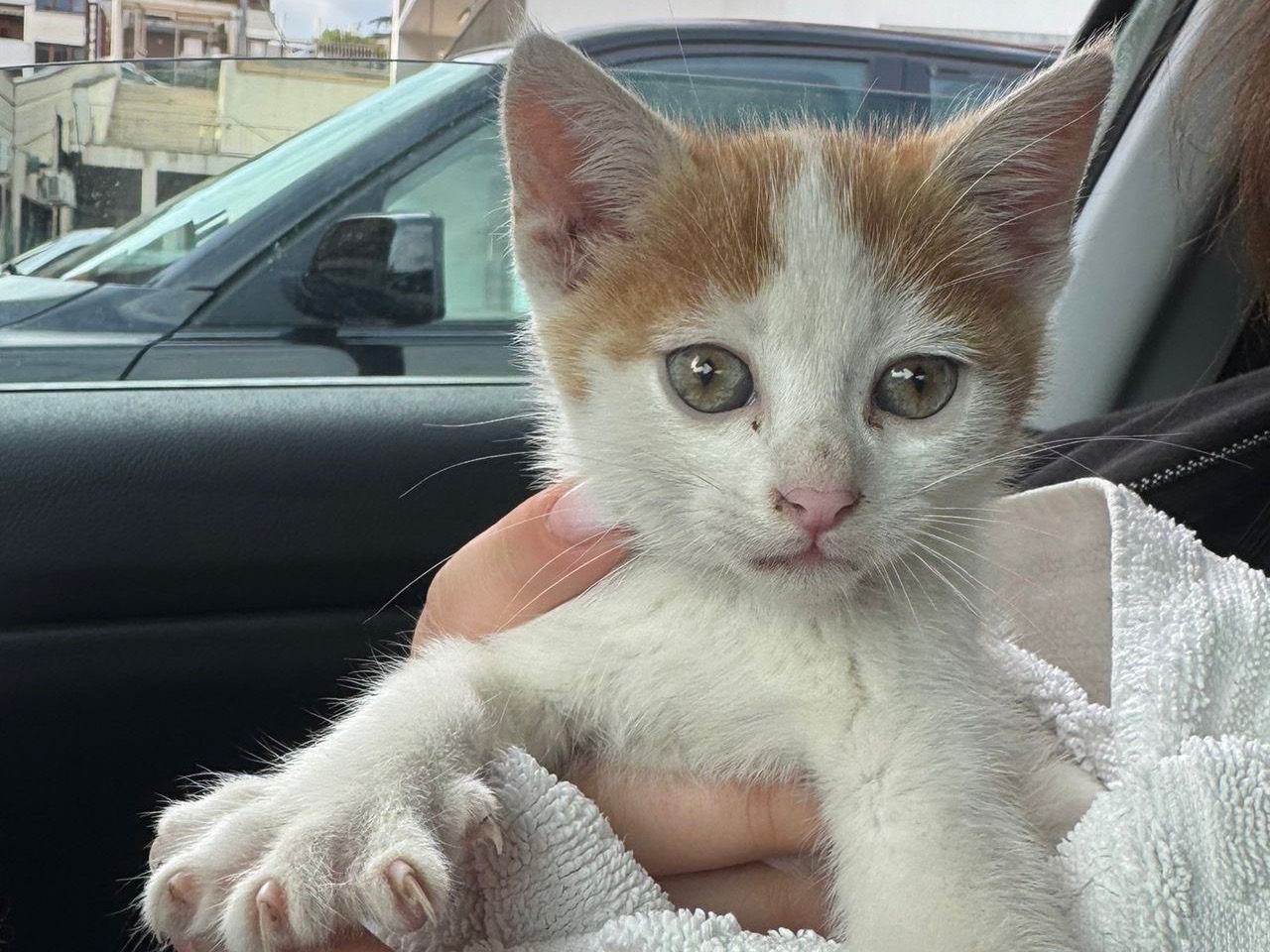 Adotta un gatto, taglia non valida, maschio, Avellino