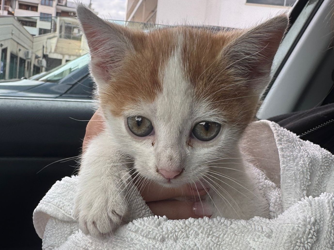 Vuoi adottare un gatto a Avellino?