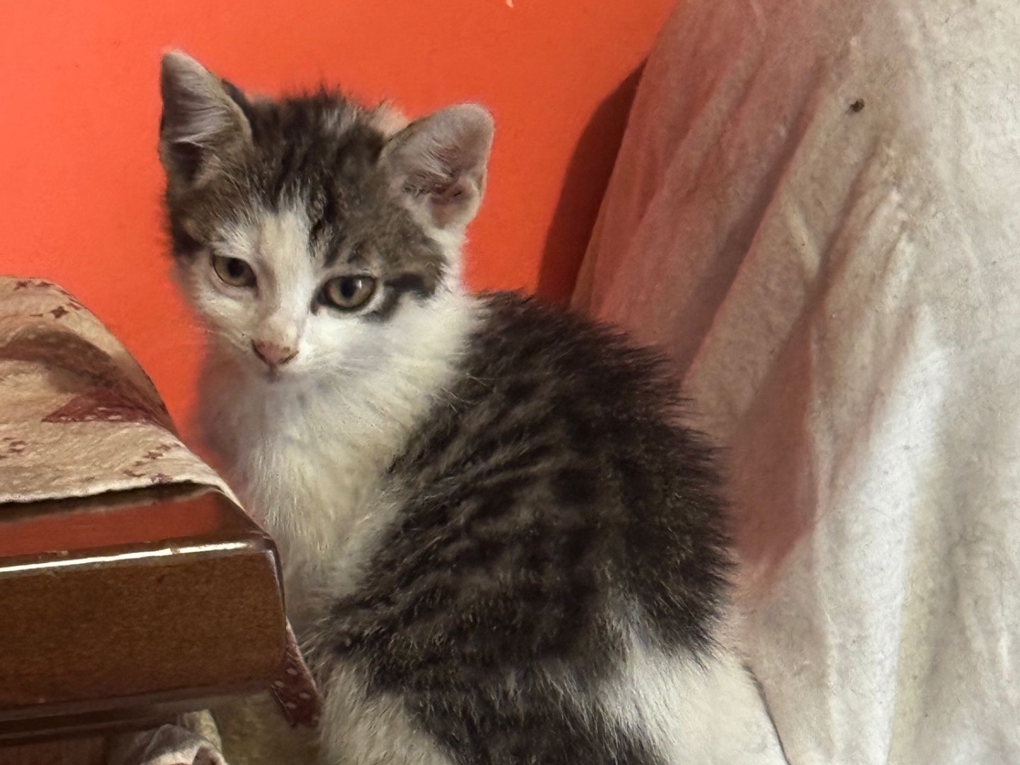 Vuoi adottare un gatto a Avellino?