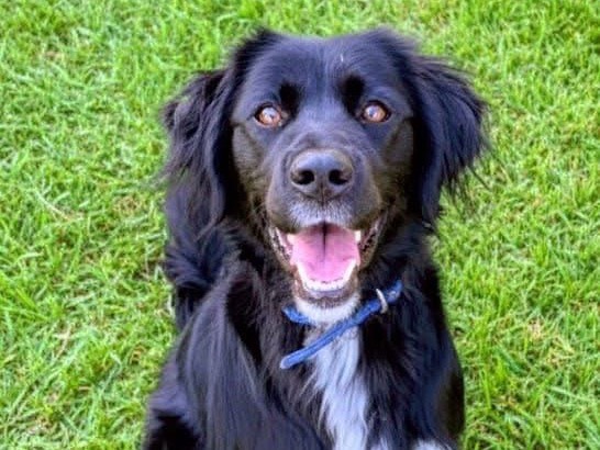 Adozione cane, maschio, Razza sconosciuta Razza sconosciuta, 3 anni e 9 mesi, taglia media, Avellino