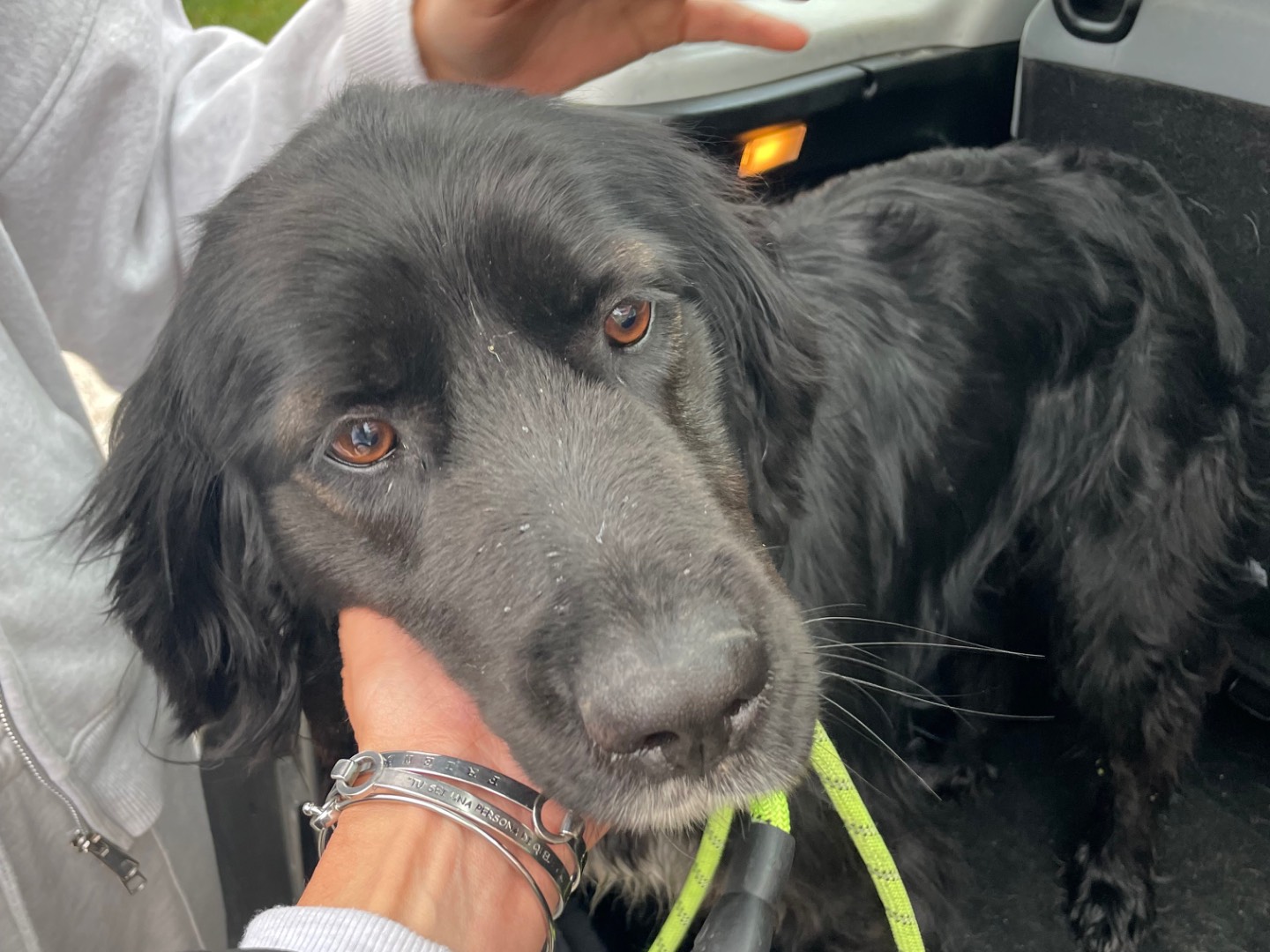 Adotta un cane, maschio, 3 anni e 9 mesi, Avellino
