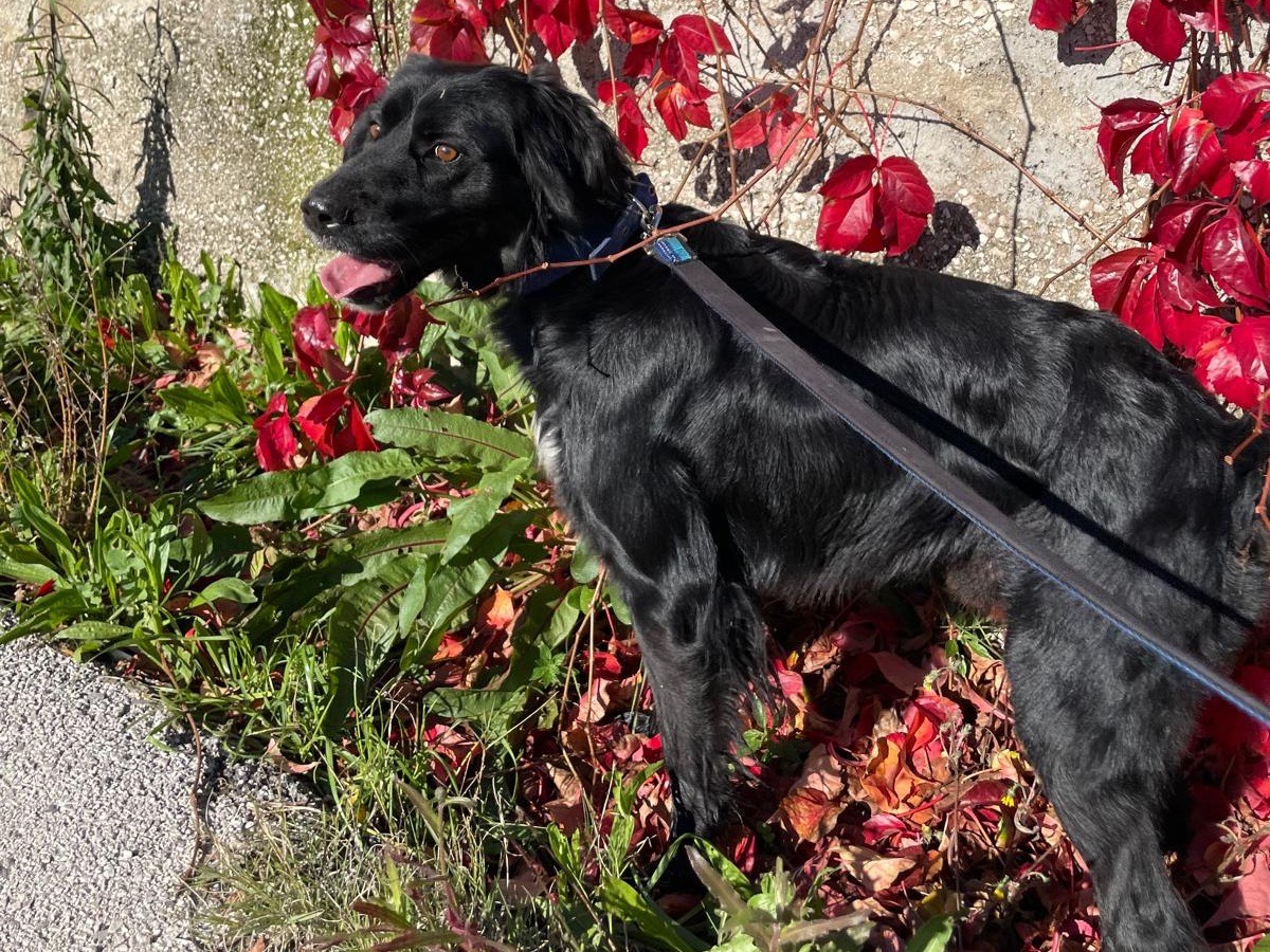 Adotta un cane, taglia media, maschio, Avellino