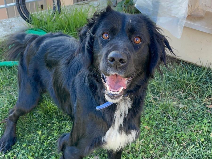Vuoi adottare un cane a Avellino?