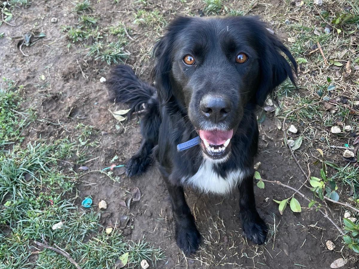 Adotta il cane Jordy a Avellino