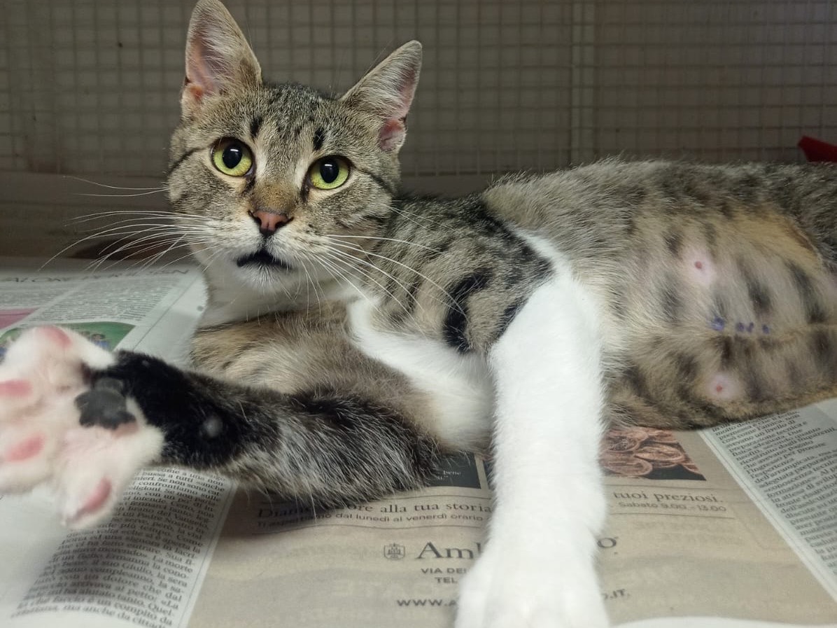 Adozione gatto, femmina, Razza sconosciuta Razza sconosciuta, 4 anni e 1 mese, taglia non valida, Milano
