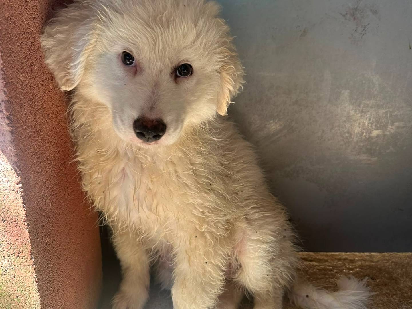 Adozione cane, femmina, Pastore maremmano Razza sconosciuta, 3 mesi, taglia gigante, Avellino