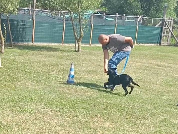 Vuoi adottare un cane a Roma?