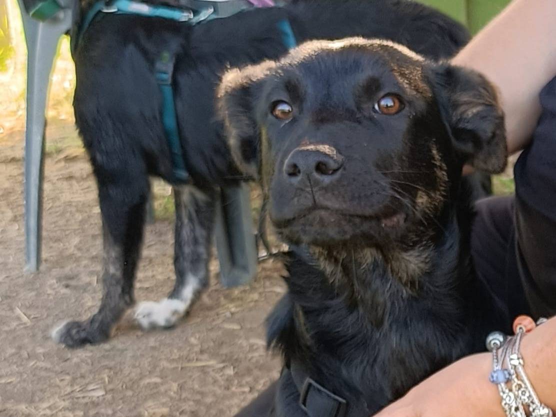 Adotta il cane maxibon a Roma