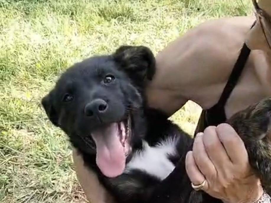Adozione cane, femmina, Labrador Retriever Razza sconosciuta, 4 mesi, taglia media, Roma