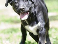 Adotta un cane, femmina, 4 mesi, Roma