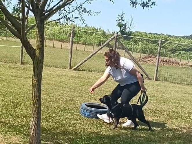 Adotta un cane, taglia media, femmina, Roma