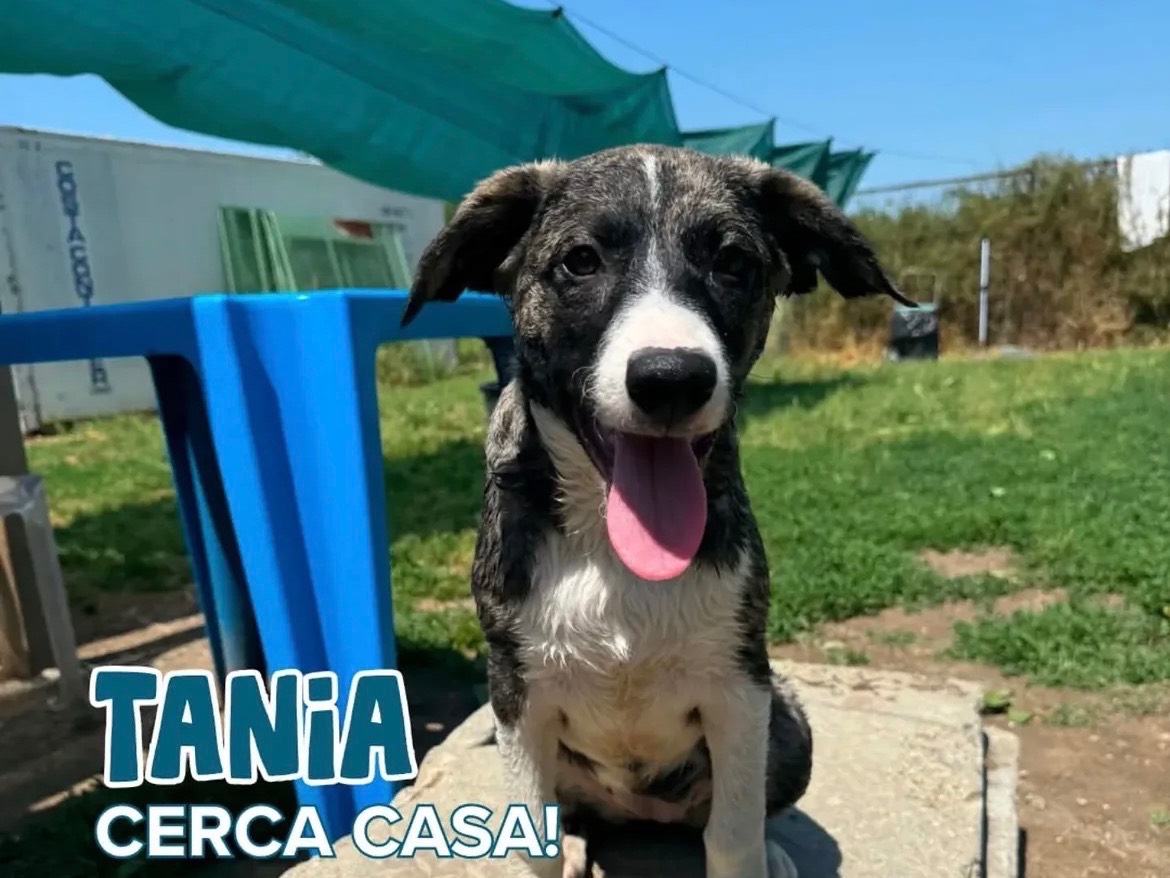 Adozione cane, femmina, Razza sconosciuta Razza sconosciuta, 4 mesi, taglia media, Milano