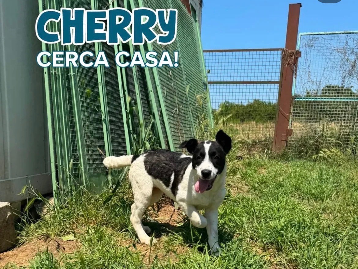 Adozione cane, femmina, Razza sconosciuta Razza sconosciuta, 4 mesi, taglia media, Milano