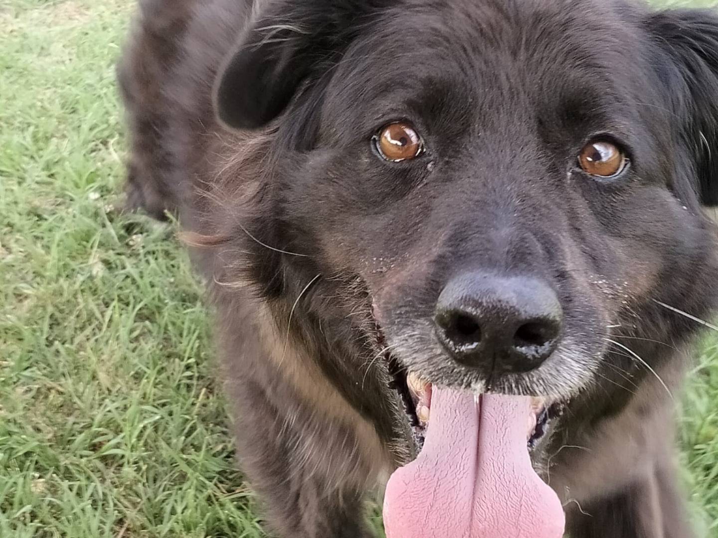 Vuoi adottare un cane a Roma?