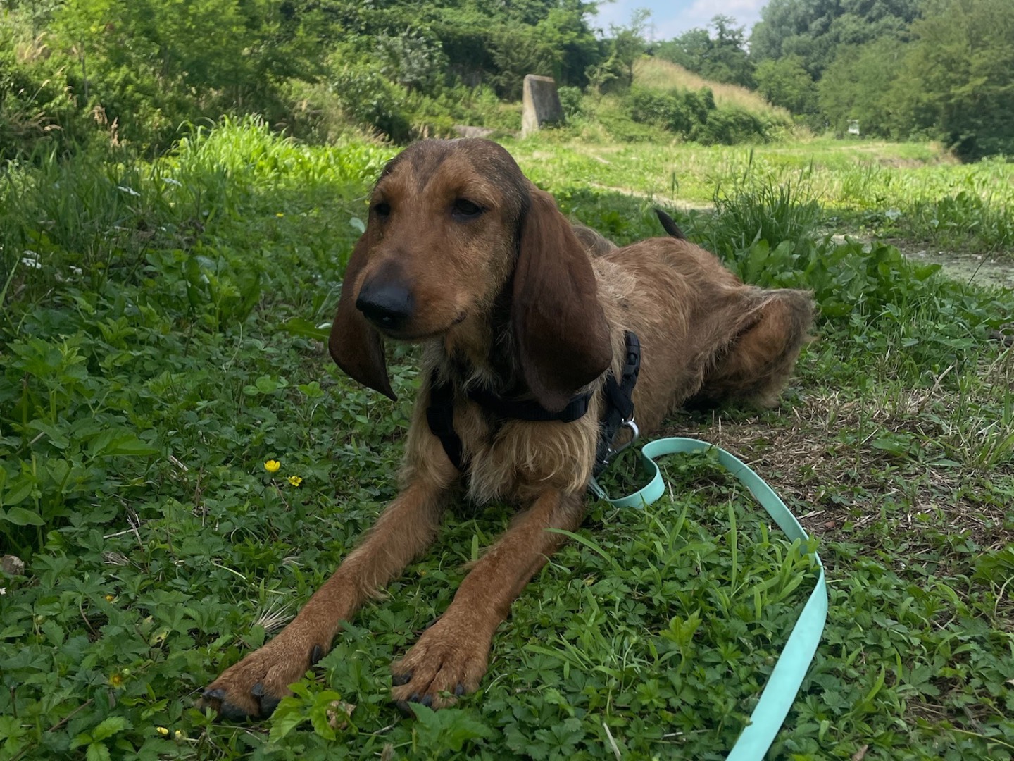 Adozione cane, femmina, Segugio Razza sconosciuta, 1 anno e 1 mese, taglia media, Milano