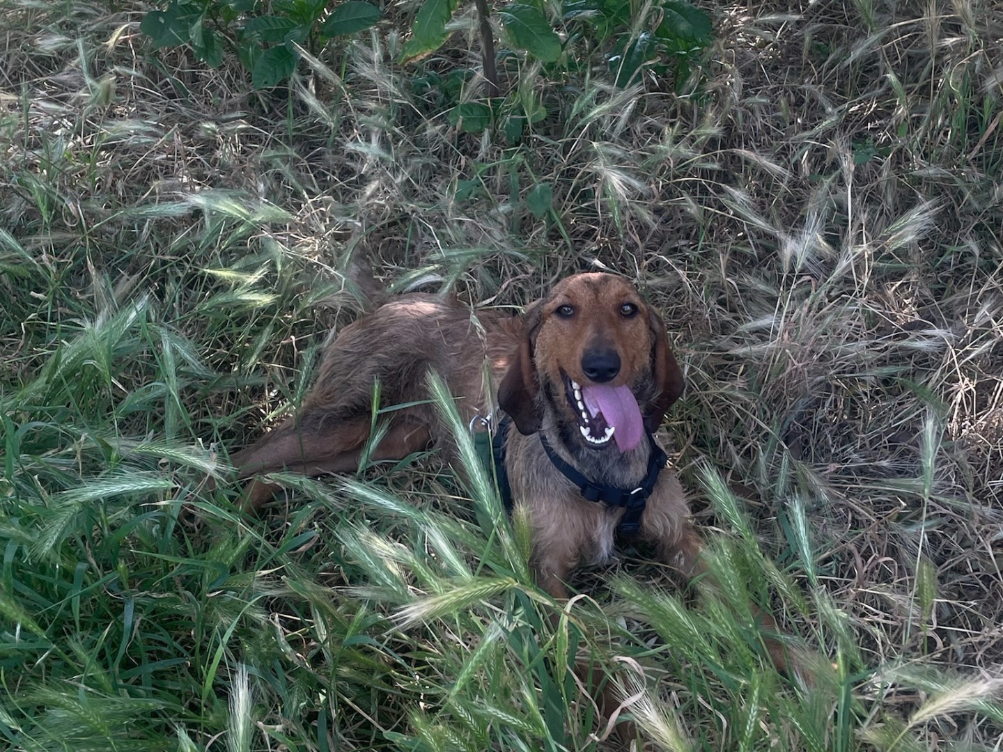 Vuoi adottare un cane a Milano?