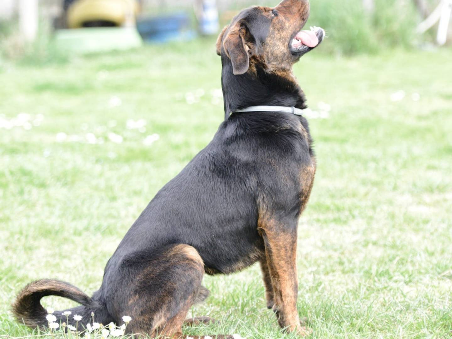 Vuoi adottare un cane a Roma?