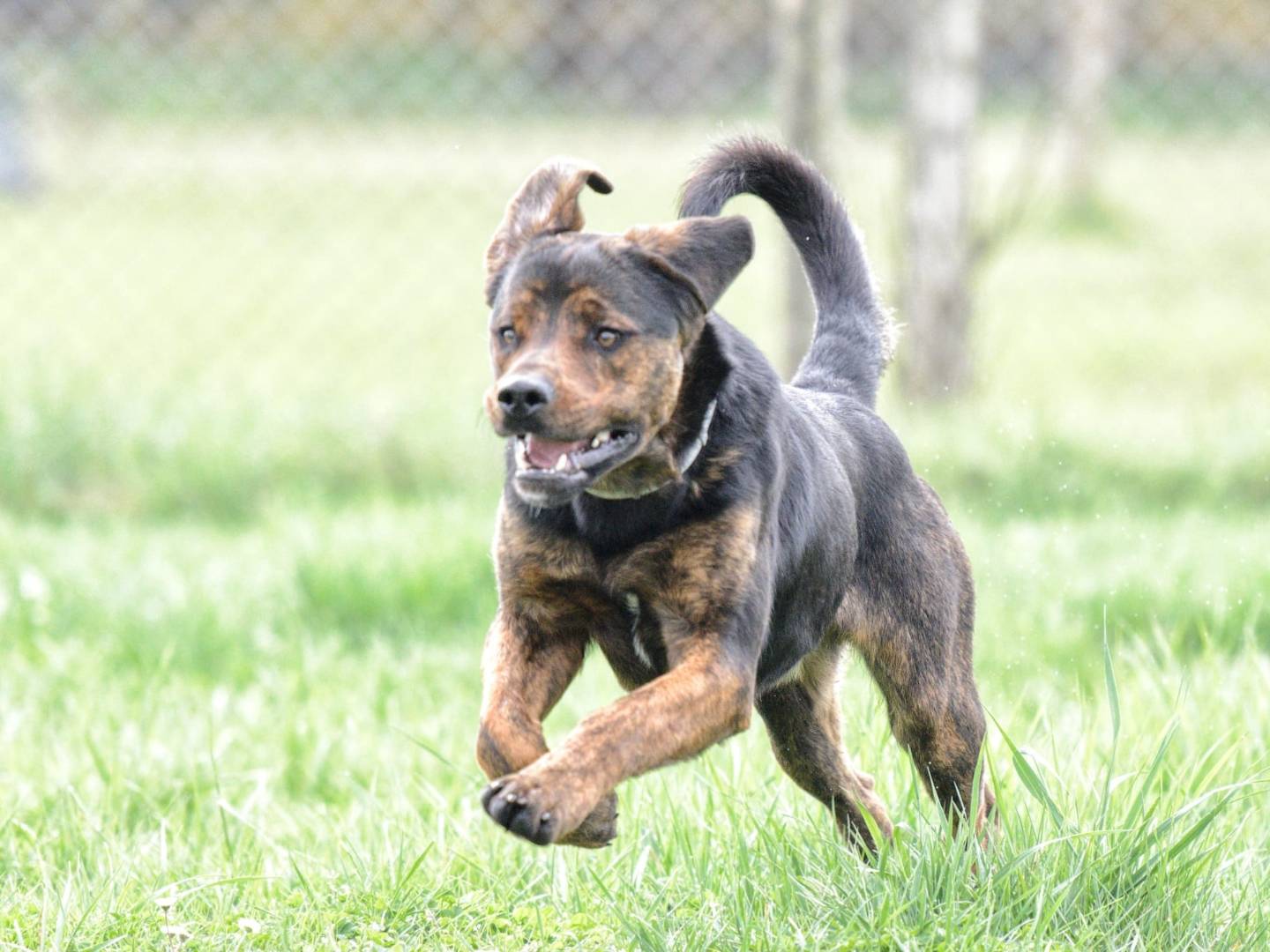 Adotta il cane Duca a Roma
