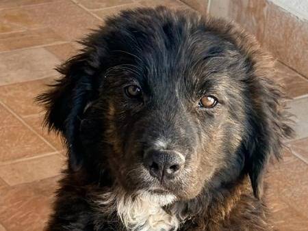 Adozione cane, maschio, Razza sconosciuta Razza sconosciuta, 4 mesi, taglia media, Crotone