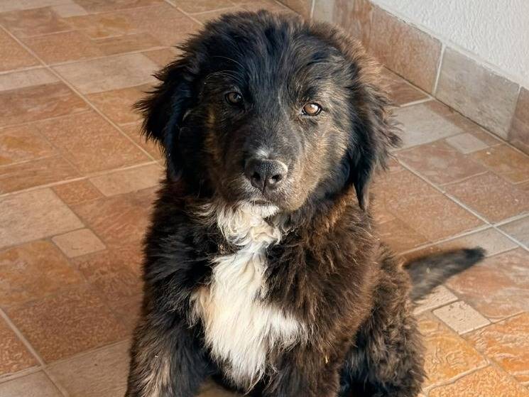 Adotta un cane, maschio, 4 mesi, Crotone