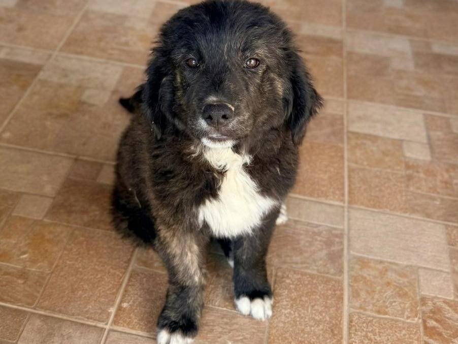 Adotta un cane, taglia media, maschio, Crotone