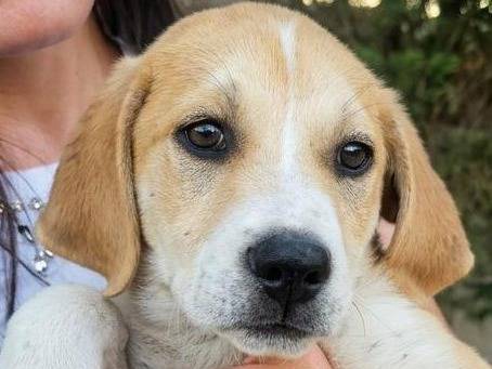 Adotta un cane, femmina, 4 mesi, Crotone