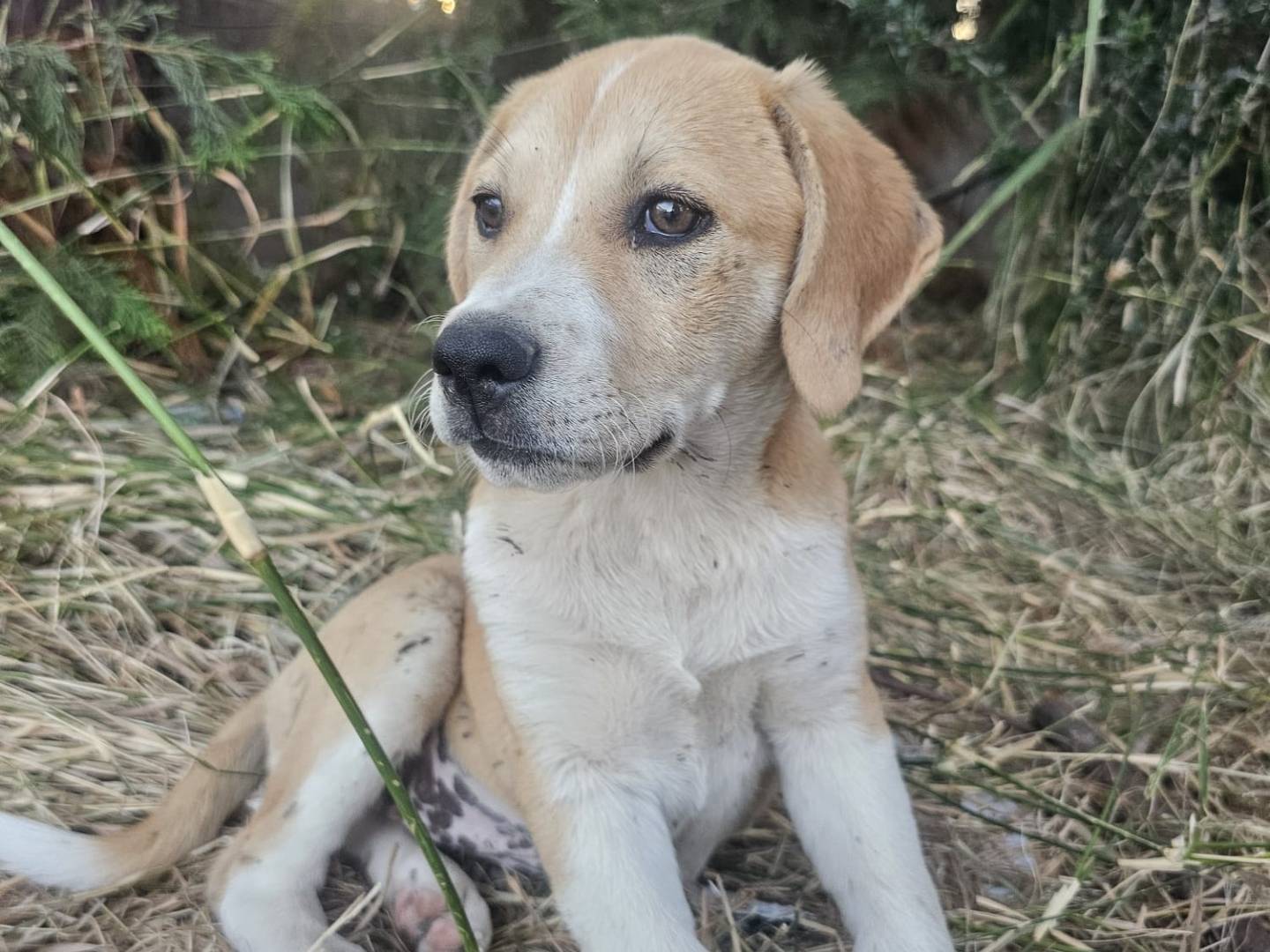 Adotta un cane, taglia media contenuta, femmina, Crotone