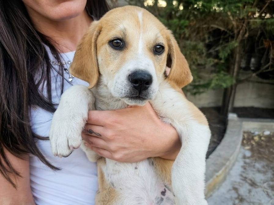 Vuoi adottare un cane a Crotone?