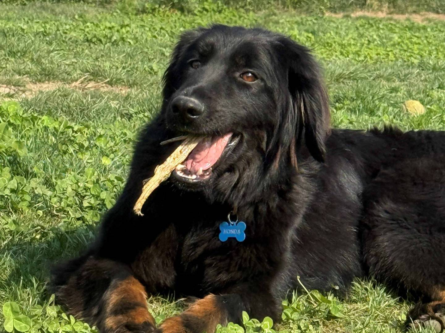 Adozione cane, femmina, Hovawart Razza sconosciuta, 1 anno e 9 mesi, taglia media, Milano