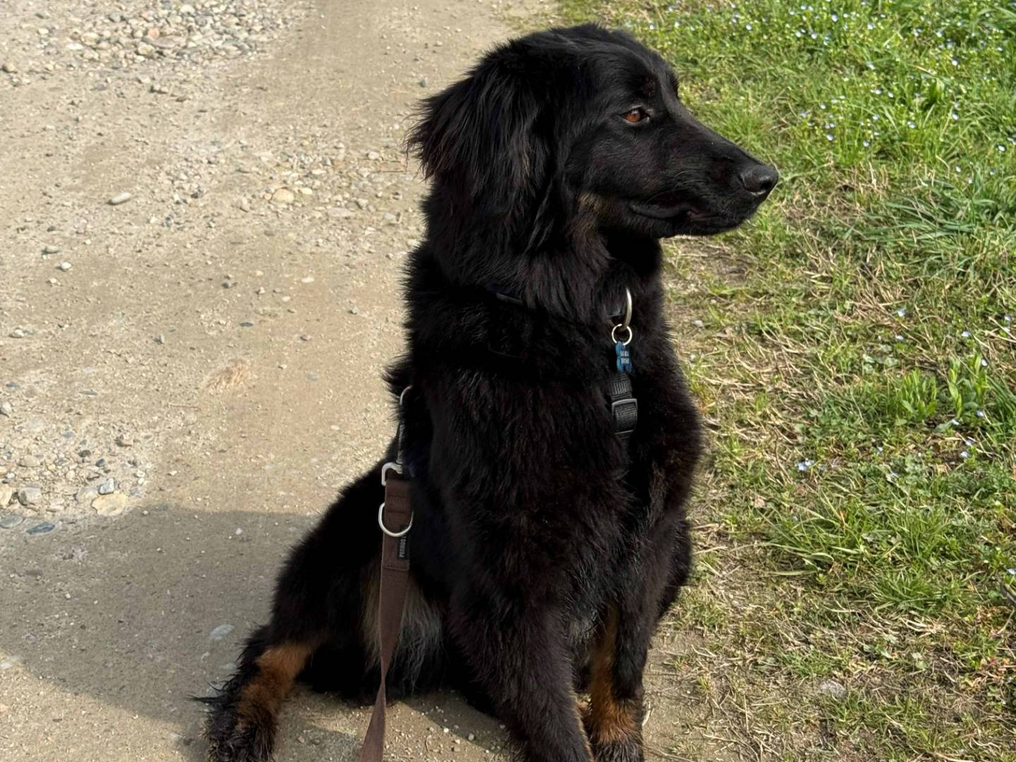 Adotta un cane, femmina, 1 anno e 9 mesi, Milano