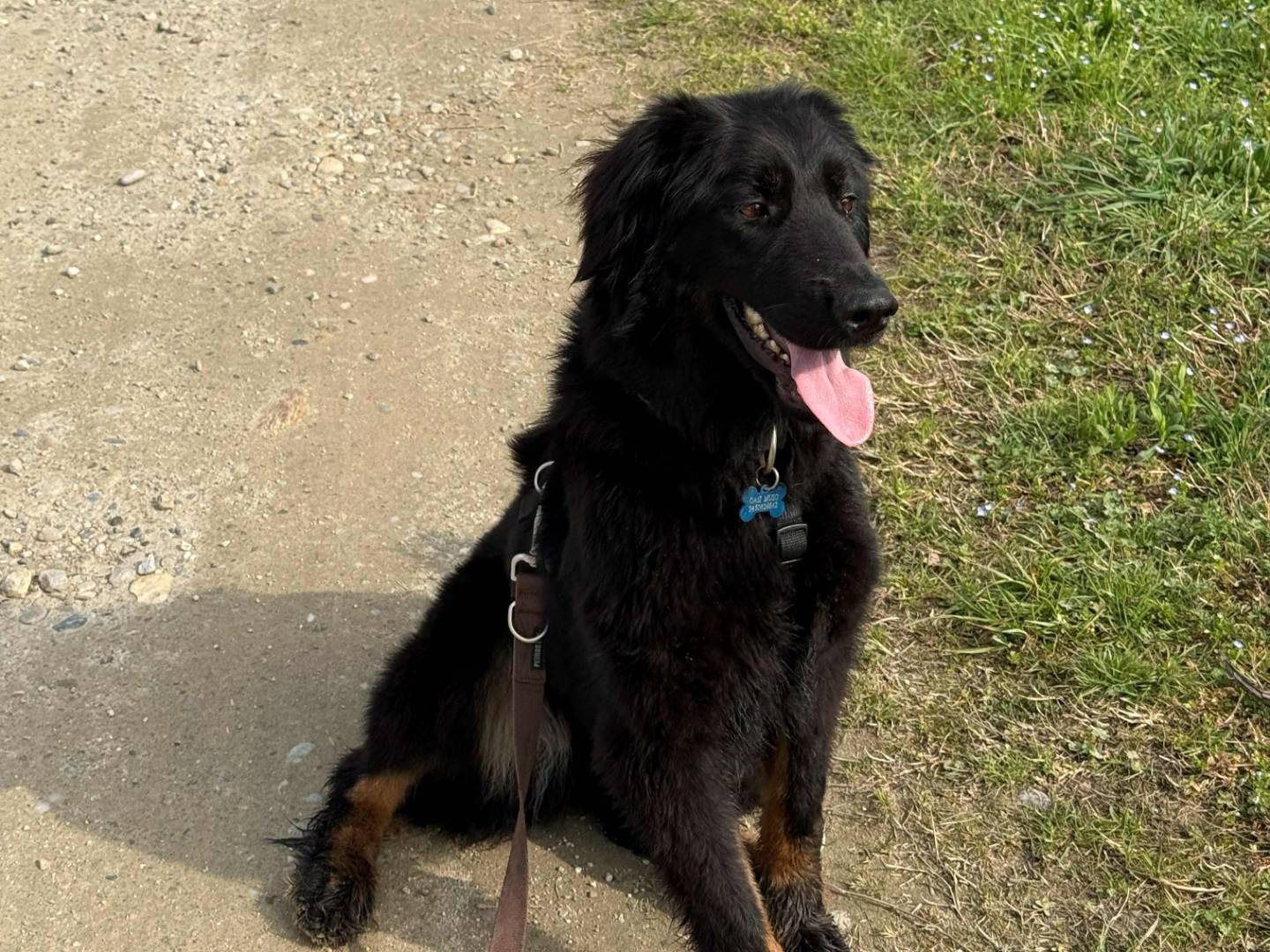 Adotta un cane, taglia media, femmina, Milano