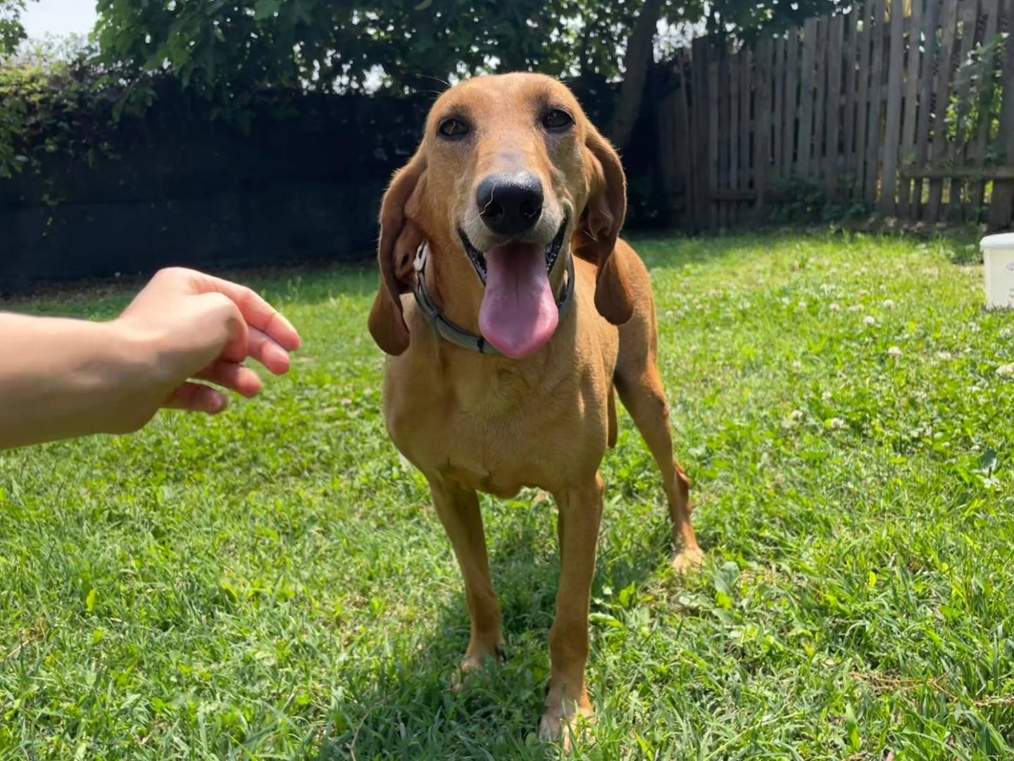 Adozione cane, femmina, Segugio Razza sconosciuta, 4 anni e 10 mesi, taglia media, Verona